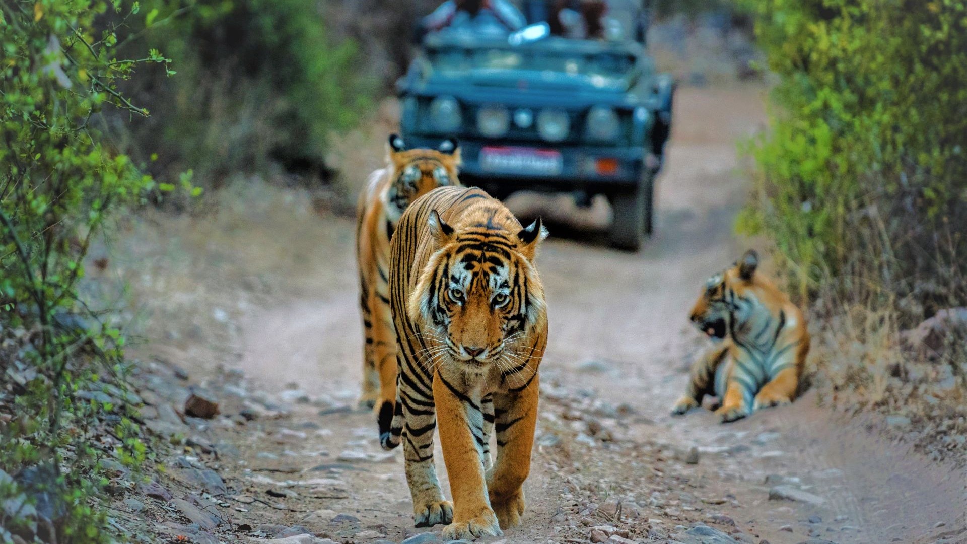 Ranthambore Safari